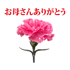 母の日　カーネーション　16個