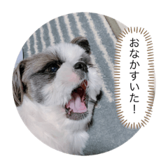 シーズーのこうちゃん