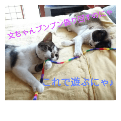 ぶんちゃんぴーちゃん仲良しニャンズ♪