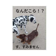 春ちゃんの日常生活