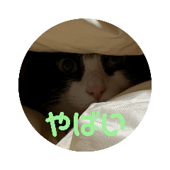 はちわれねこさん2