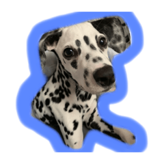 ダルメシアン2.