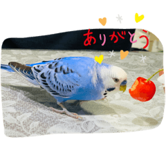 日常で使える癒される鳥のスタンプ