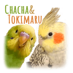 茶々 と とき丸