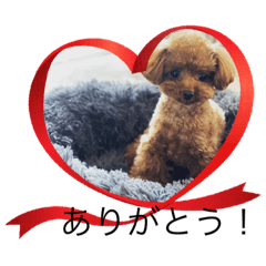 マイクロティーカッププードルの虎徹4