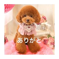 うちのわんこの言葉❣️