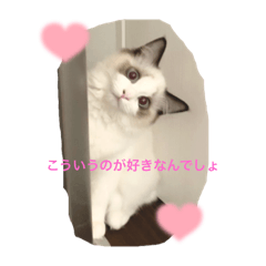 あざとい猫 レニver.