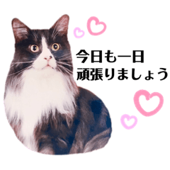 ゆりこままのにゃんこ 2