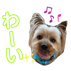 かわいいこむぎさん