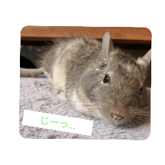 うちのデグーさん My Degu