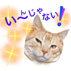 元気印のからふるペット