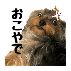 我が家のらぴちゃん♡