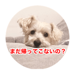 愛しい待ち犬　Vol1
