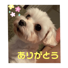 我が家のアイドル.ココ3