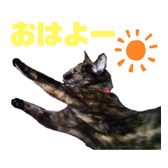 サビ猫くるみの日常