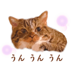 セルカークレックスのクルクルこむぎ