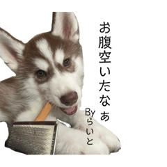 僕はシベリアンハスキーのらいと