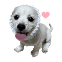 ペキックスアンのスタンプ