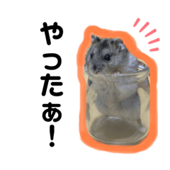 ハムスターの日常✩.*˚②(カラフル)