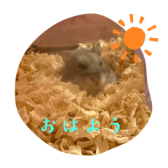 おもちくん激かわスタンプ！