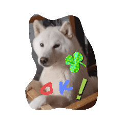 柴犬レオの便利なスタンプ