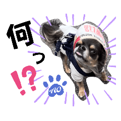 チワワの☆あおくん☆スタンプpart.7