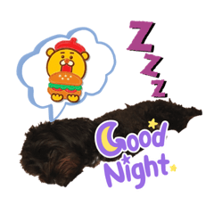 愛犬こたろー(プーチー)