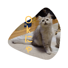 うちのねこ ふゆちゃんスタンプ