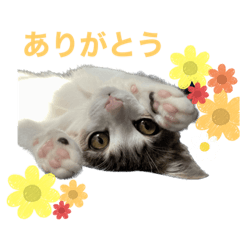 保護猫こむぎのスタンプ①