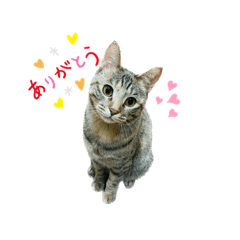 私のにゃんこさん