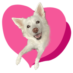 白い犬ちゃん　年末年始