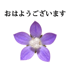 野花　むらさき色　お花　敬語