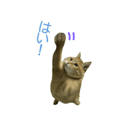 猫の言葉MAX ver.2