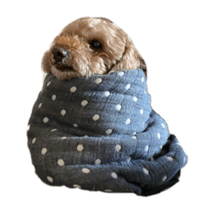 食いしん坊りぼん