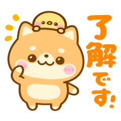 動く♡豆柴日和♡