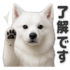 【敬語】使いやすい！日本スピッツ