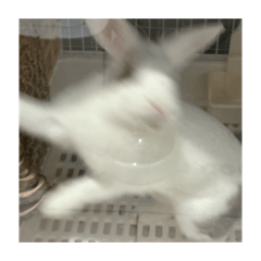 Sanskrit_20260102195314