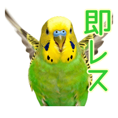即レスで畳み掛けるセキセイインコ
