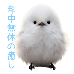 年中使える♪悟りのシマエナガ