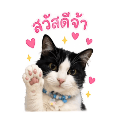 Hi, my name is muangkhut_20260510205941