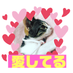 美少女猫の日常挨拶スタンプ4