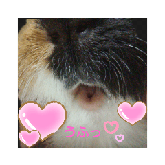 おとぼけモルさん