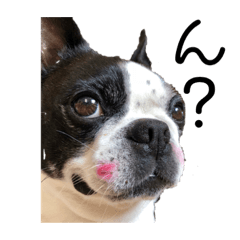 ボステリぱんだ♥