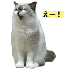 ラグドールのまりー