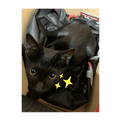 Freedom_20190808213612