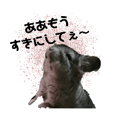 チンチラのごまちゃん2