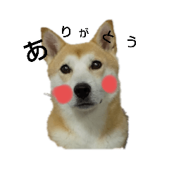 愛犬モモチャン