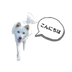 犬の通常用と年末年始のスタンプ