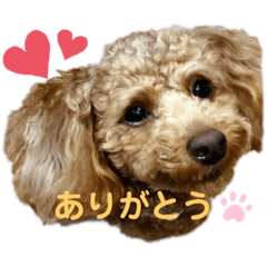 トイプーうめちゃんvol.3