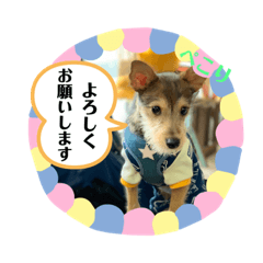 ポメシュナ兄弟